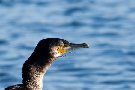 Bird Photography by Betty Fold Gallery